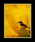 a surrealistic image of a bird against a magnified flower thumbnail